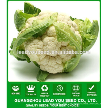 Nombre híbrido de la compañía de la semilla de la coliflor de NCF10 Huaduo Guangzhou